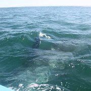 IMG 0001 2 (287)